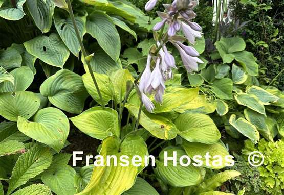 Hosta Sumsational